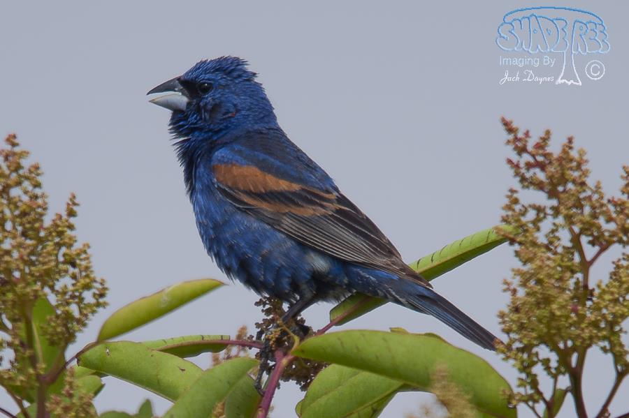 Blue Grosbeak - Passerina caerulea