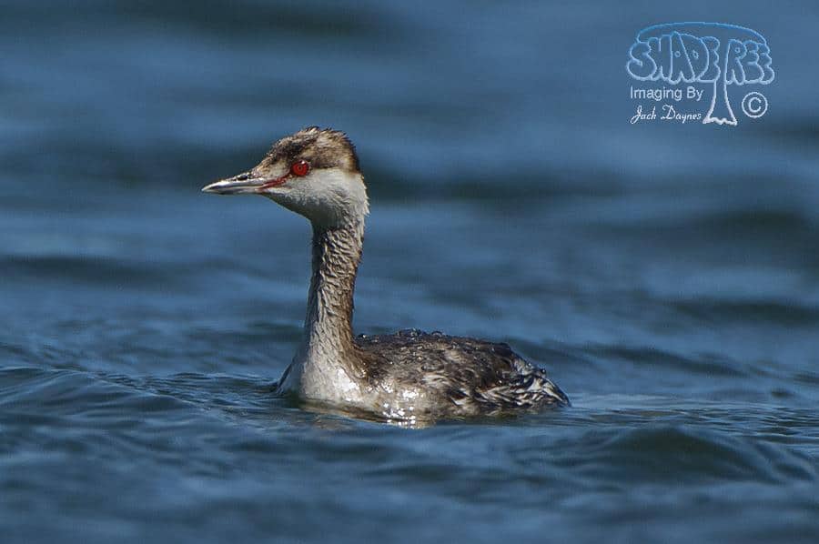 Horned Grebe - Podiceps auritus