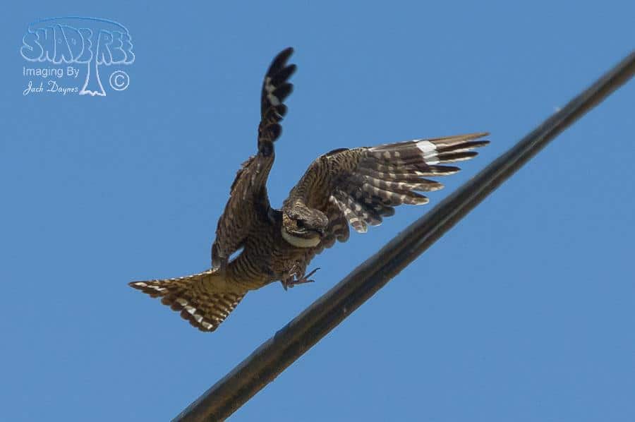Lesser Nighthawk - Chordeiles acutipennis