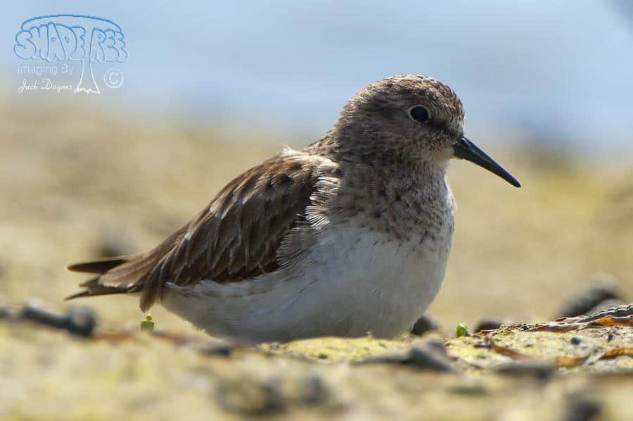 Least Sandpiper - Calidris minutilla