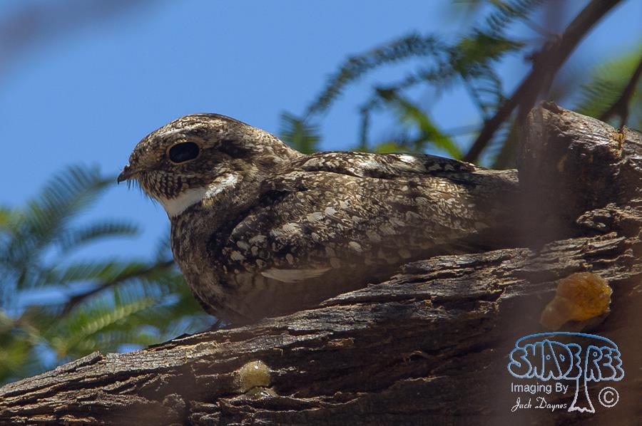 Lesser Nighthawk - Chordeiles acutipennis