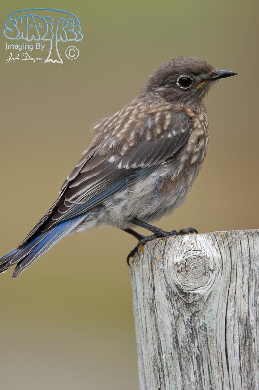 Western Bluebird - Sialia mexicana