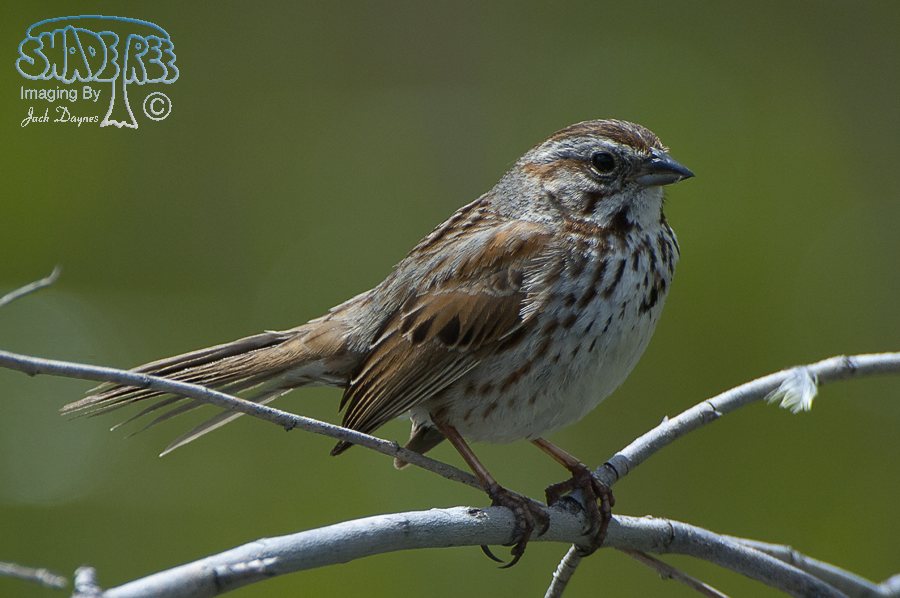 Song Sparrow - Melospiza melodia