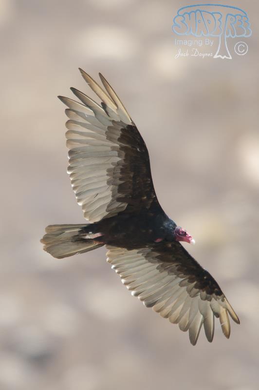 Turkey Vulture - Cathartes aura