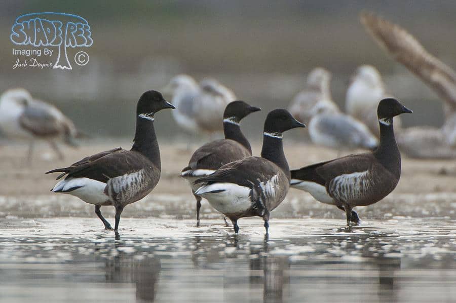 Brant - Branta bernicla