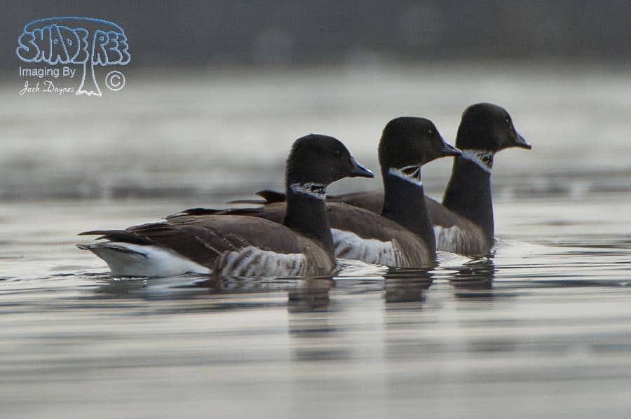 Brant - Branta bernicla