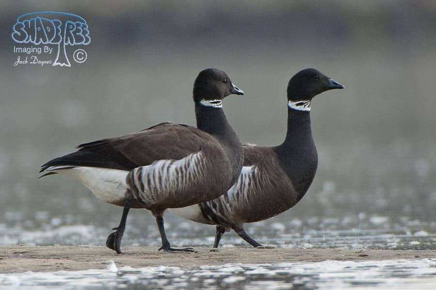 Brant - Branta bernicla