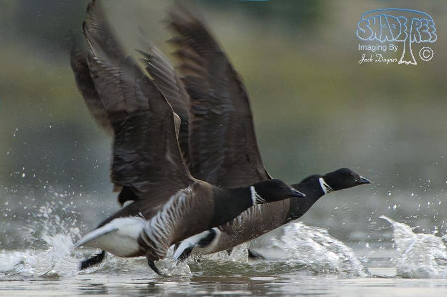 Brant - Branta bernicla