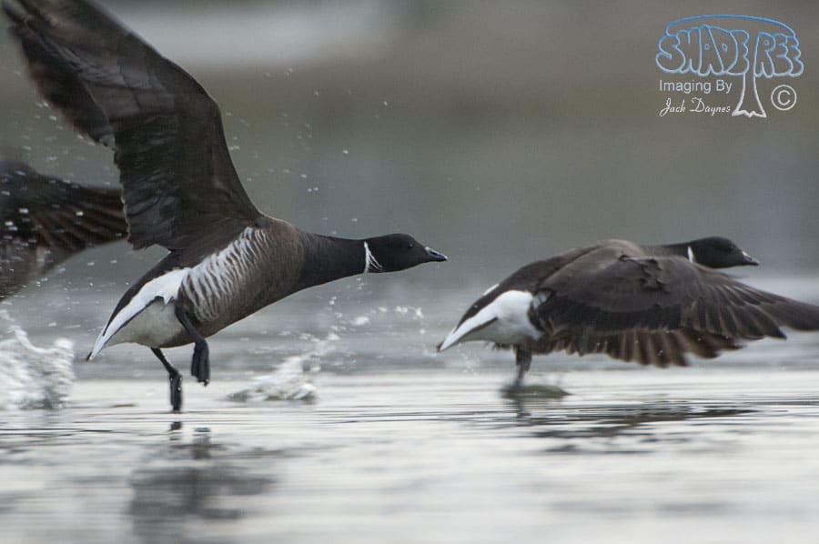 Brant - Branta bernicla