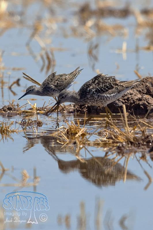 Greater Yellowlegs - Tringa melanoleuca
