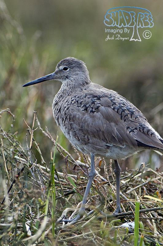 Willet - Tringa semipalmata