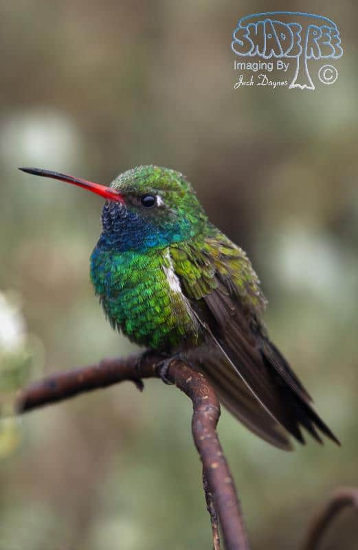Broad-billed Hummingbird - Cynanthus latirostris
