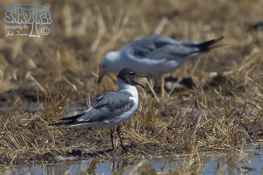 Laughing Gull - Leucophaeus atricilla