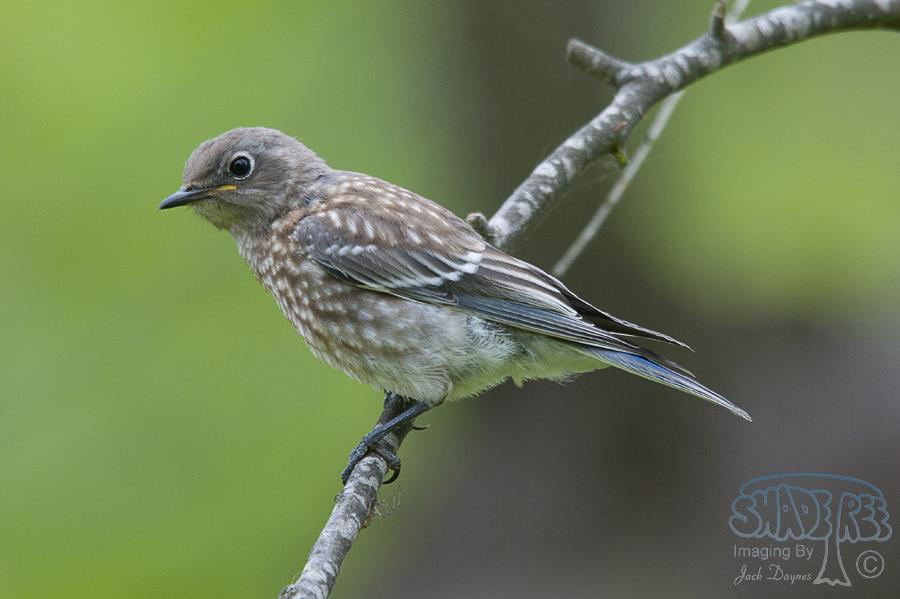 Western Bluebird - Sialia mexicana