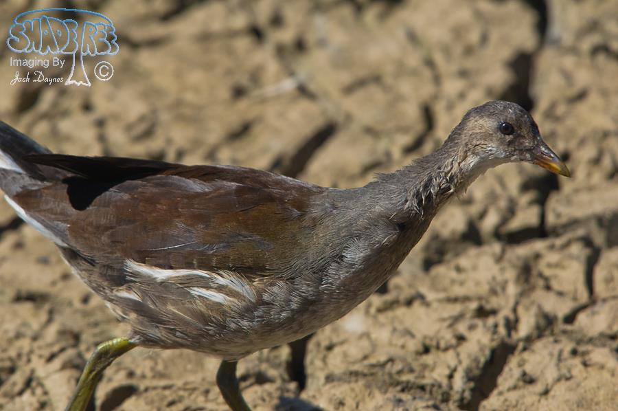 Common Gallinule - Gallinula galeata