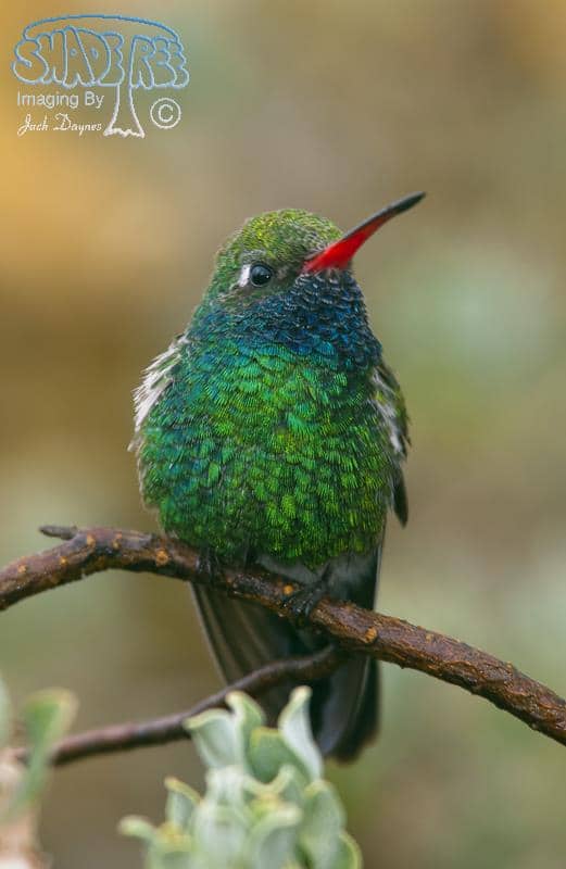 Broad-billed Hummingbird - Cynanthus latirostris