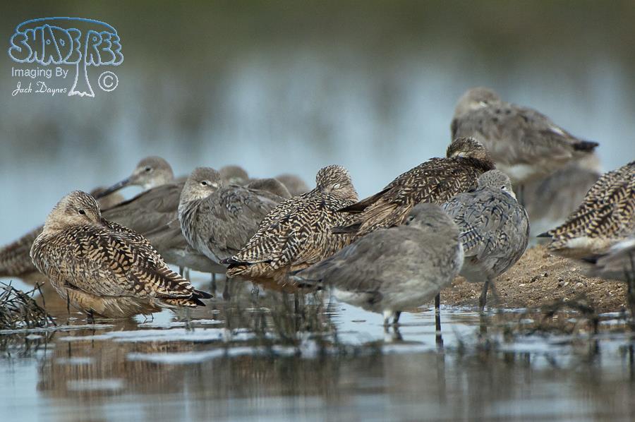 Marbled Godwit - Limosa fedoa