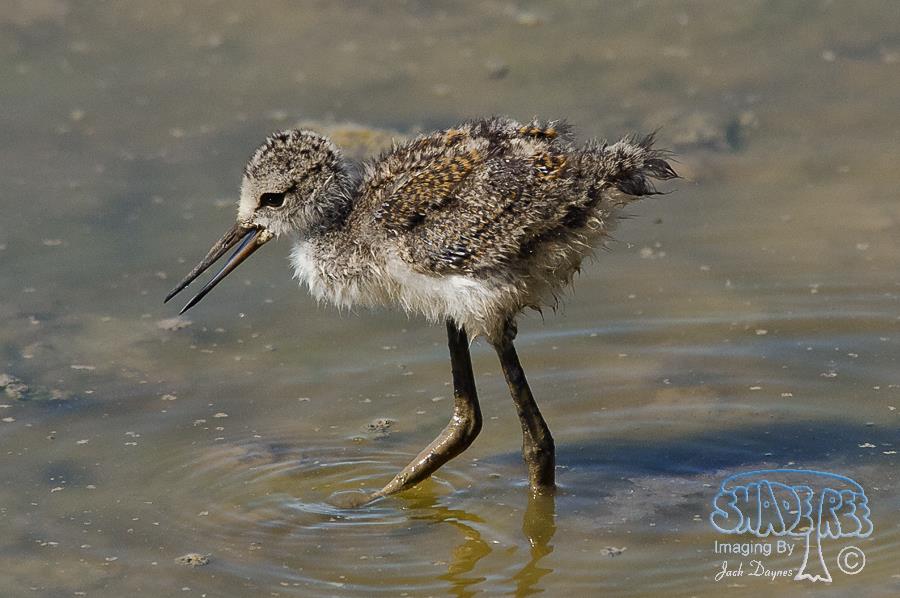 Black-necked Stilt - Himantopus mexicanus