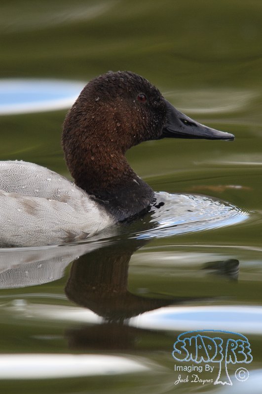 Canvasback - Aythya valisineria