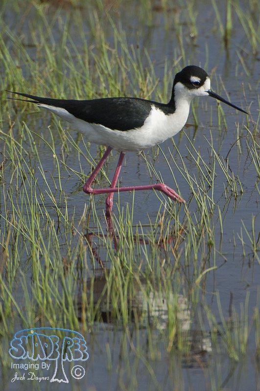 Black-Necked Stilt - Himantopus mexicanus