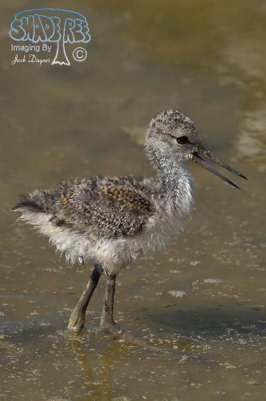 Black-necked Stilt - Himantopus mexicanus