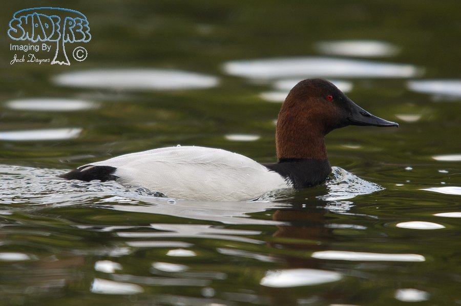 Canvasback - Aythya valisineria