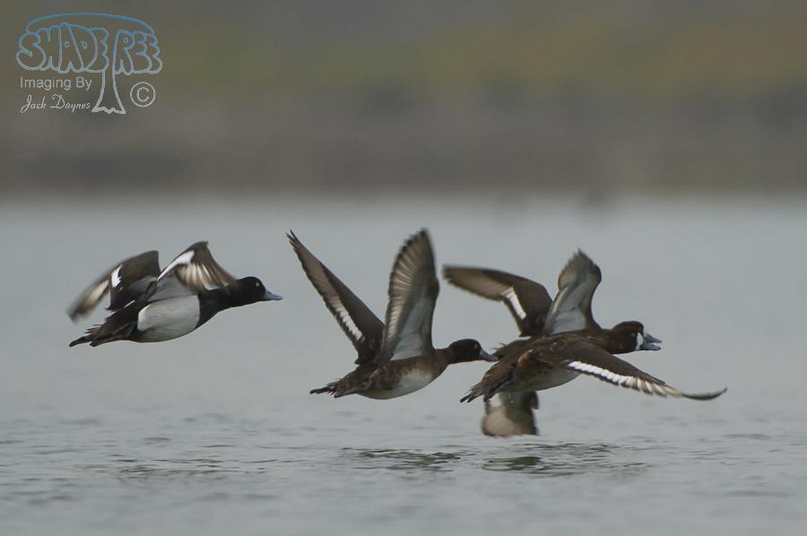 Greater Scaup - Aythya marila