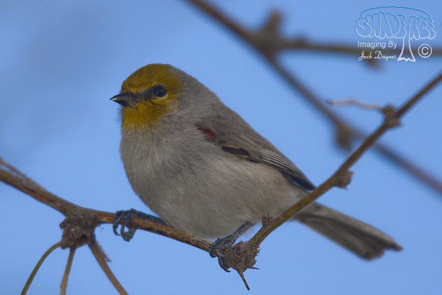 Verdin - Auriparus flaviceps