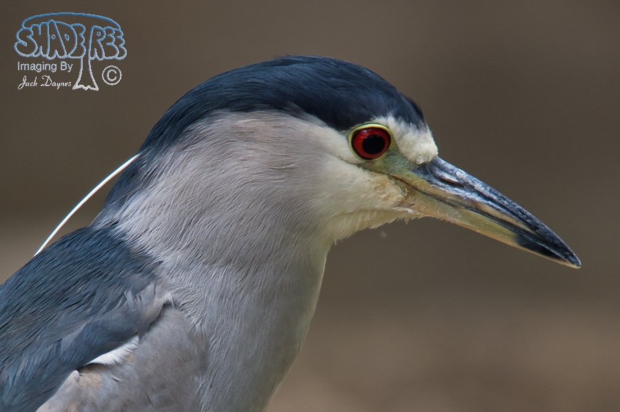 Black-Crowned Night-Heron - Nycticorax nycticorax