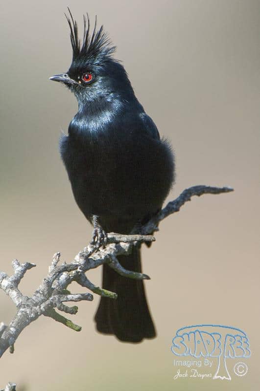 Phainopepla - Phainopepla nitens