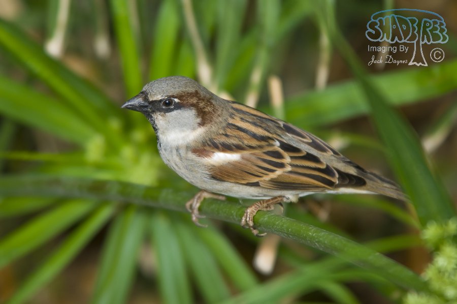 House Sparrow - Passer domesticus