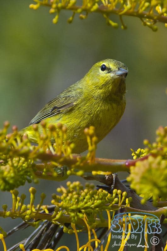 Orange-crowned Warbler - Leiothlypis celata