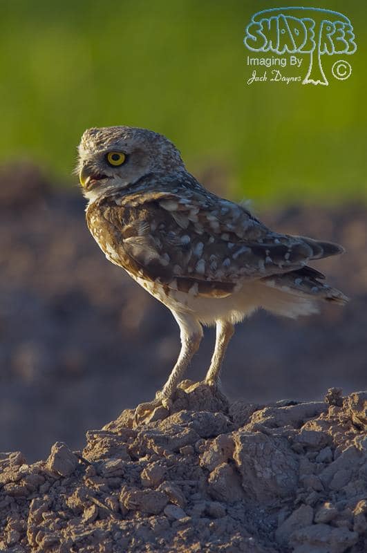 Burrowing Owl - Athene cunicularia