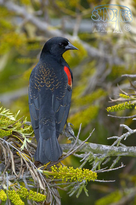 Red-winged Blackbird - Agelaius phoeniceus