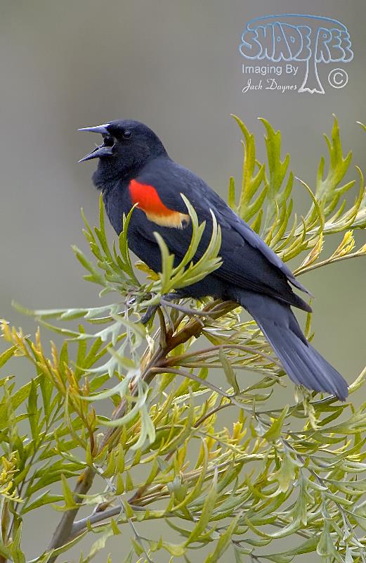 Red-winged Blackbird - Agelaius phoeniceus