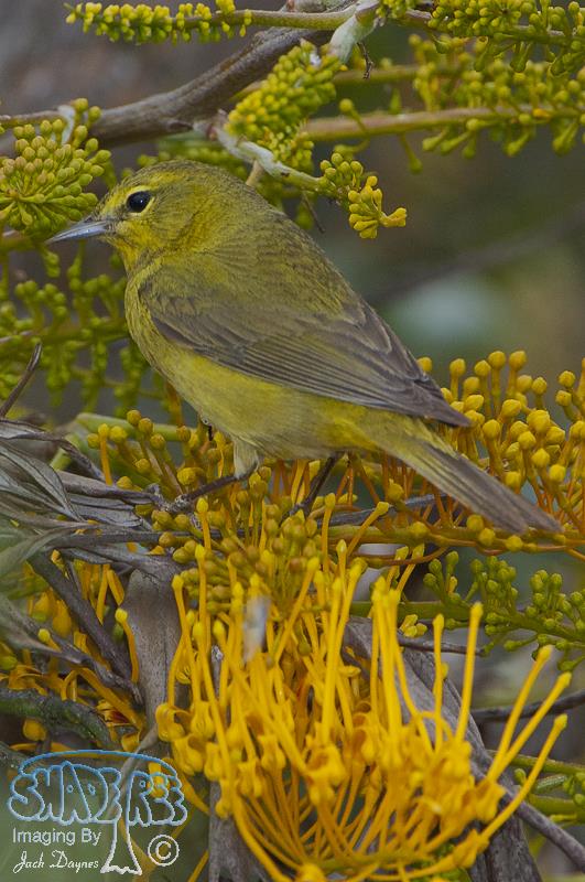 Orange-crowned Warbler - Leiothlypis celata