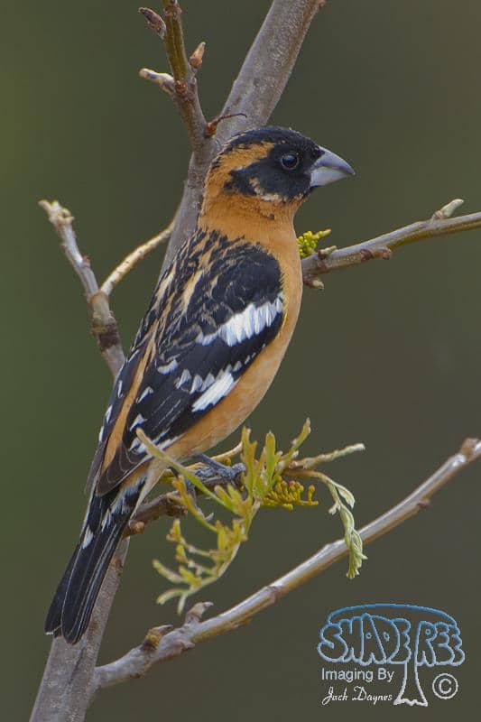 Black-headed Grosbeak - Pheucticus melanocephalus