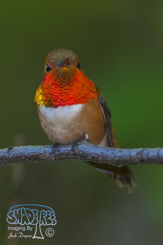Rufous Hummingbird - Selasphorus rufus