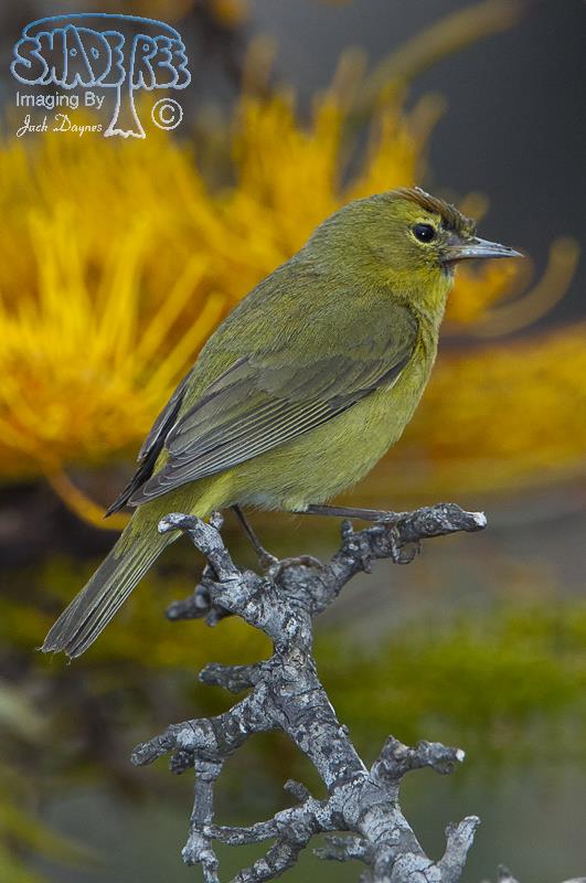 Orange-crowned Warbler - Leiothlypis celata