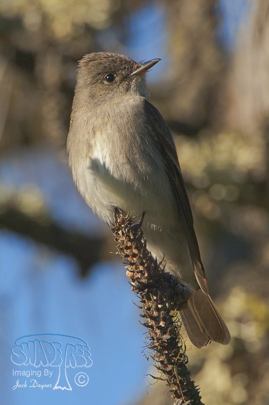 Western Wood-Pewee - Contopus sordidulus