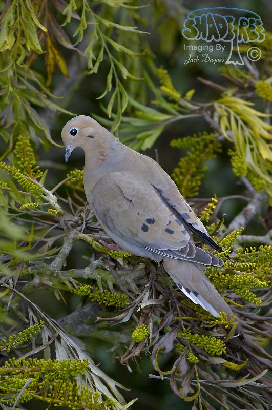 Mourning Dove - Zenaida macroura