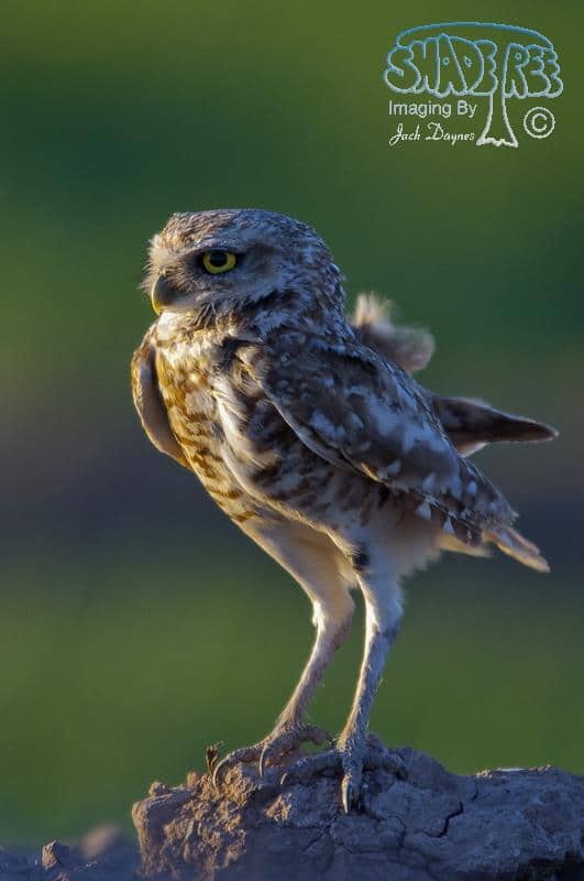 Burrowing Owl - Athene cunicularia