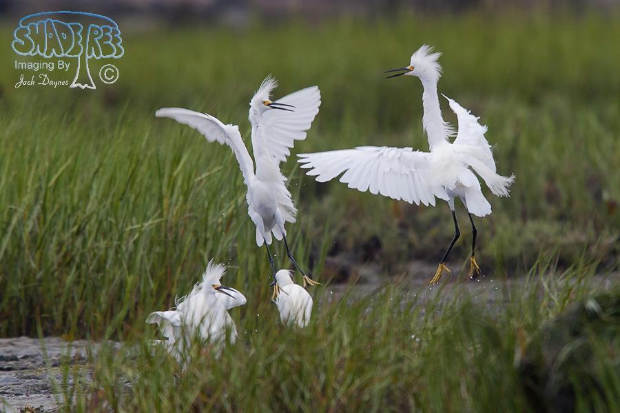 Snowy Egret - Egretta thula