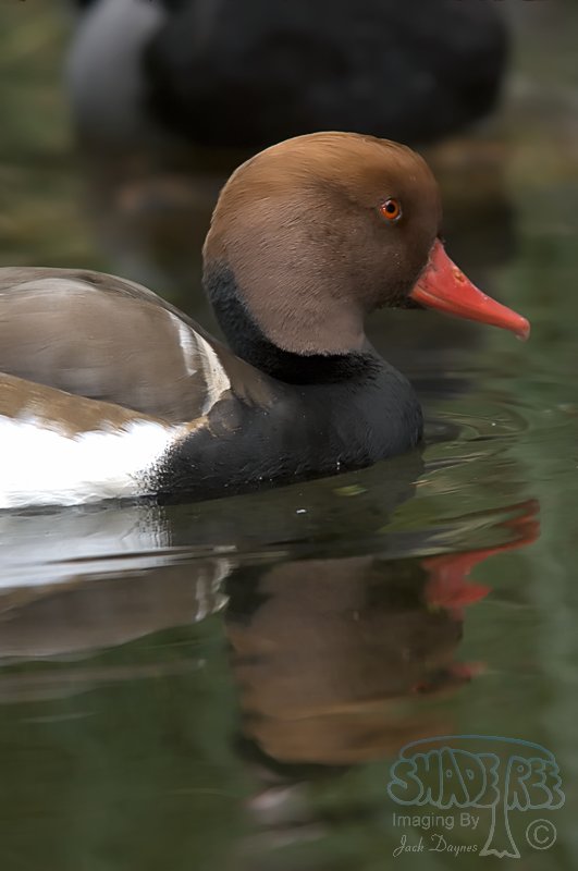 Red-Crested Pochard - Netta rufina