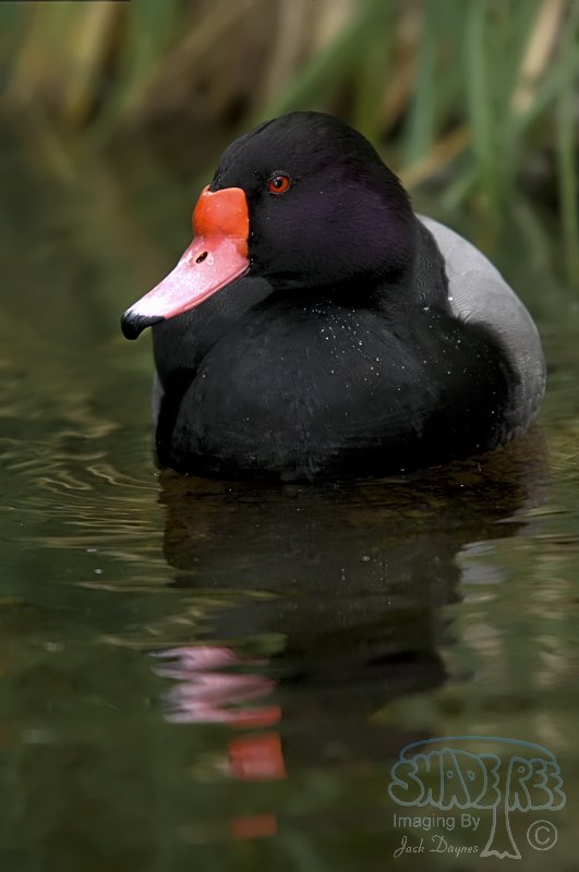Rosy-Billed Pochard - Netta peposaca