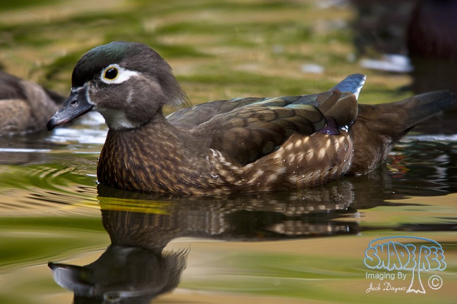 Wood Duck - Aix sponsa