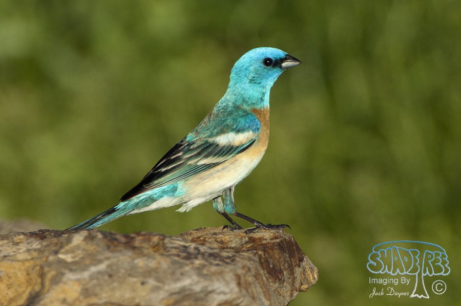 Lazuli Bunting - Passerina amoena