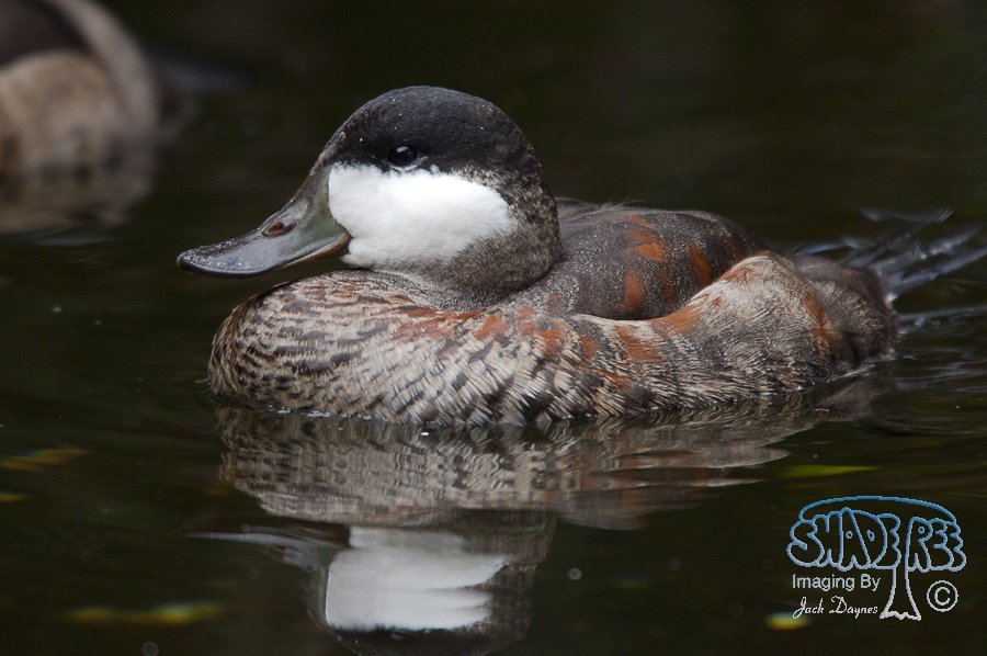 Ruddy Duck - Oxyura jamaicensis