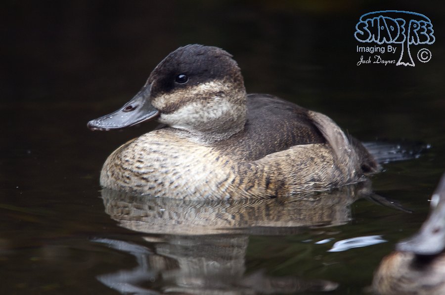 Ruddy Duck - Oxyura jamaicensis