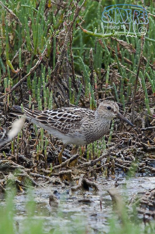 Pectoral Sandpiper - Calidris melanotos